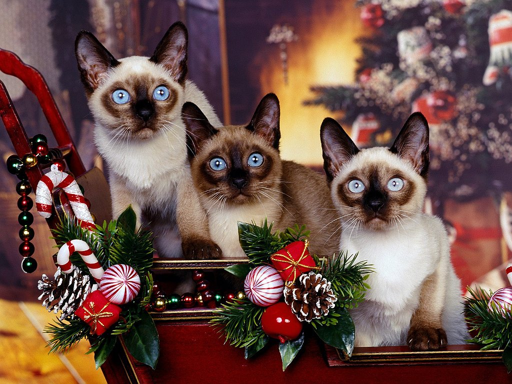 Siamese Trio
